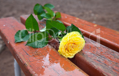 Yellow Rose on the bench in the rain