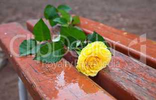 Yellow Rose on the bench in the rain