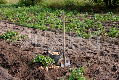 Harvesting potatoes