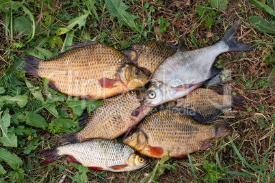 Freshwater fish