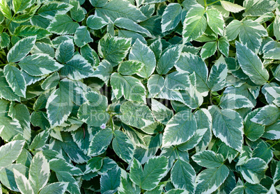 Background of leaves