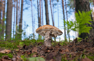 Forest mushroom in the grass.