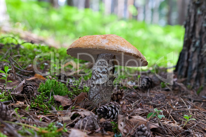 Forest mushroom in the grass.