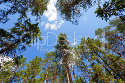 Tall pine trees in the forest