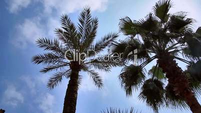 Palm tree and sky timelapse, Palmeras y cielo timelapse