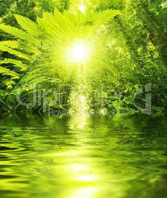 Tropical forest and river