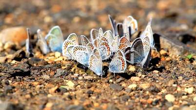 Buttarflies