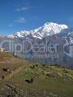 Grazing Yaks And Annapurna South