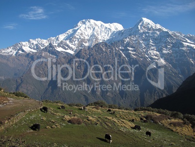 Grazing Yaks And Annapurna South