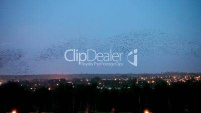 Starlings - large flock of
