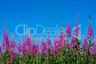 Purple Alpine Fireweed