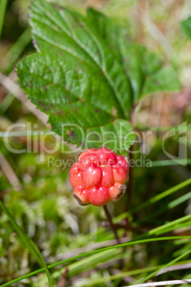 Cloud berries on a bog close up in summer