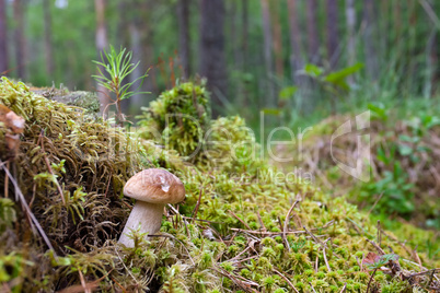 Mushroom  in the moss