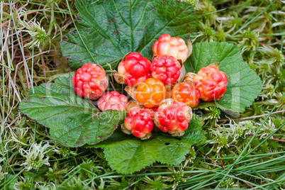 Cloud berries on a bog close up in summer