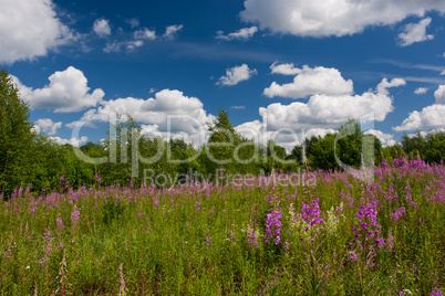 Summer landscape with beautiful clouds