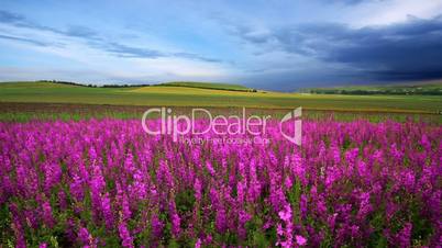 meadow sage and timelapse clouds.