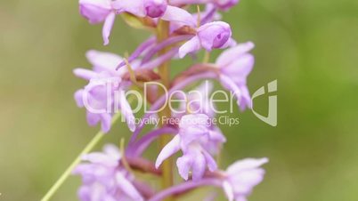 Knabenkraut heimische Orchidee