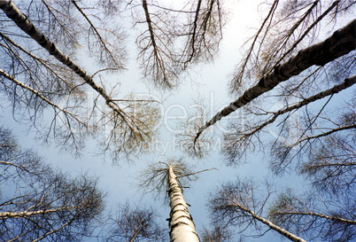 Birch trees