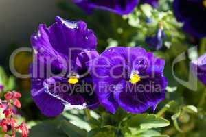 Nahaufnahme von schönen violetten Stiefmütterchen
