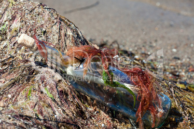 Flaschenpost mit Seetang bedeckt am Strand