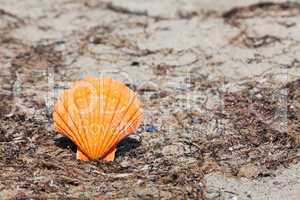 Große orangefarbene Jakobsmuschel am Strand