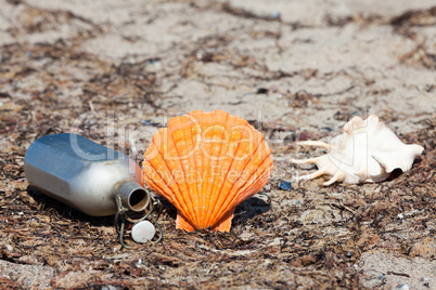 Muscheln und eine Feldflasche am Strand