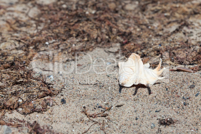 Grosse Muschel liegt am Strand zwischen Seetang