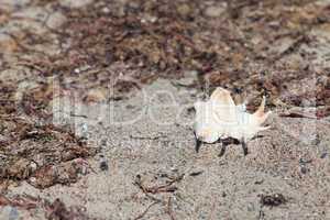 Grosse Muschel liegt am Strand zwischen Seetang