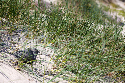 Blick auf Dünengras am Strand der Ostsee