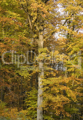 tree detail with autumn foliage
