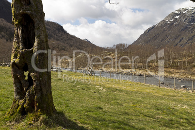 old, hollow tree with grassland and mountains