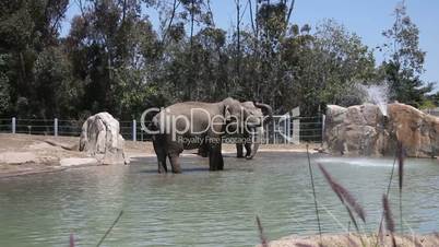 Elephants in water in the zoo