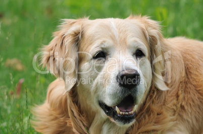 Golden retriever