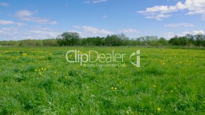 Field of dandelions,blue sky and sun.