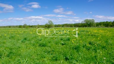 Field of dandelions,blue sky and sun.