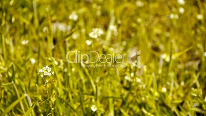 Beautiful wild flowers in grass.