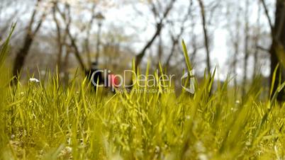 Beautiful wild flowers in grass.