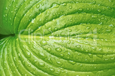 Big leaf with water drops