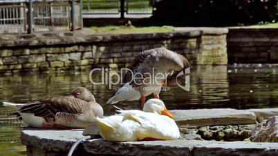 Gooses and geese in the park, Ocas y gansos en el parque