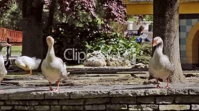 Gooses and geese in the park, Ocas y gansos en el parque