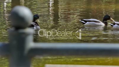 Ducks in the pond, Patos en el estanque