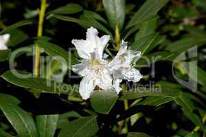 Rhododendron