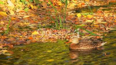 The autumn foliage drifted ashore a pond
