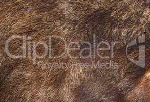 brown bear fur texture