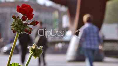 Red geranium and people, Geranio rojo y gente