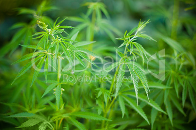 Cannabis plants background
