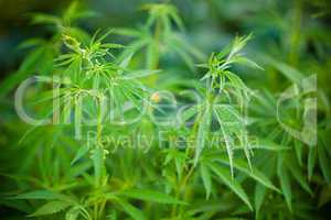 Cannabis plants background