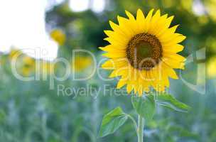 sunflower at the field in summer