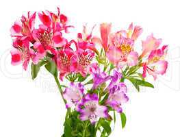 Bouquet of lilies (alstroemeria)