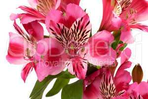 Lilies (alstroemeria) close-up view.